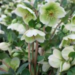 Perennial Farm Marketplace Helleborus x FrostKiss 'Molly's White' (Lenten Rose) Perennial, Size-#1 Container, Cream Flowers