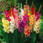 Van Zyverden Gladiolus Mix Dormant Flower Bulb Partial Sun; 3-6hrs Multi-Color, 737090