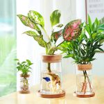 CUSNESTAL Glass Planter Hydroponic Plant Vase Propagation Station for Indoor Plants Betta Fish Bowl with Bamboo Stand and Wood Lid Desktop