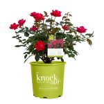 Knock Out 2 gal. Double Rose Plant with Red Flowers