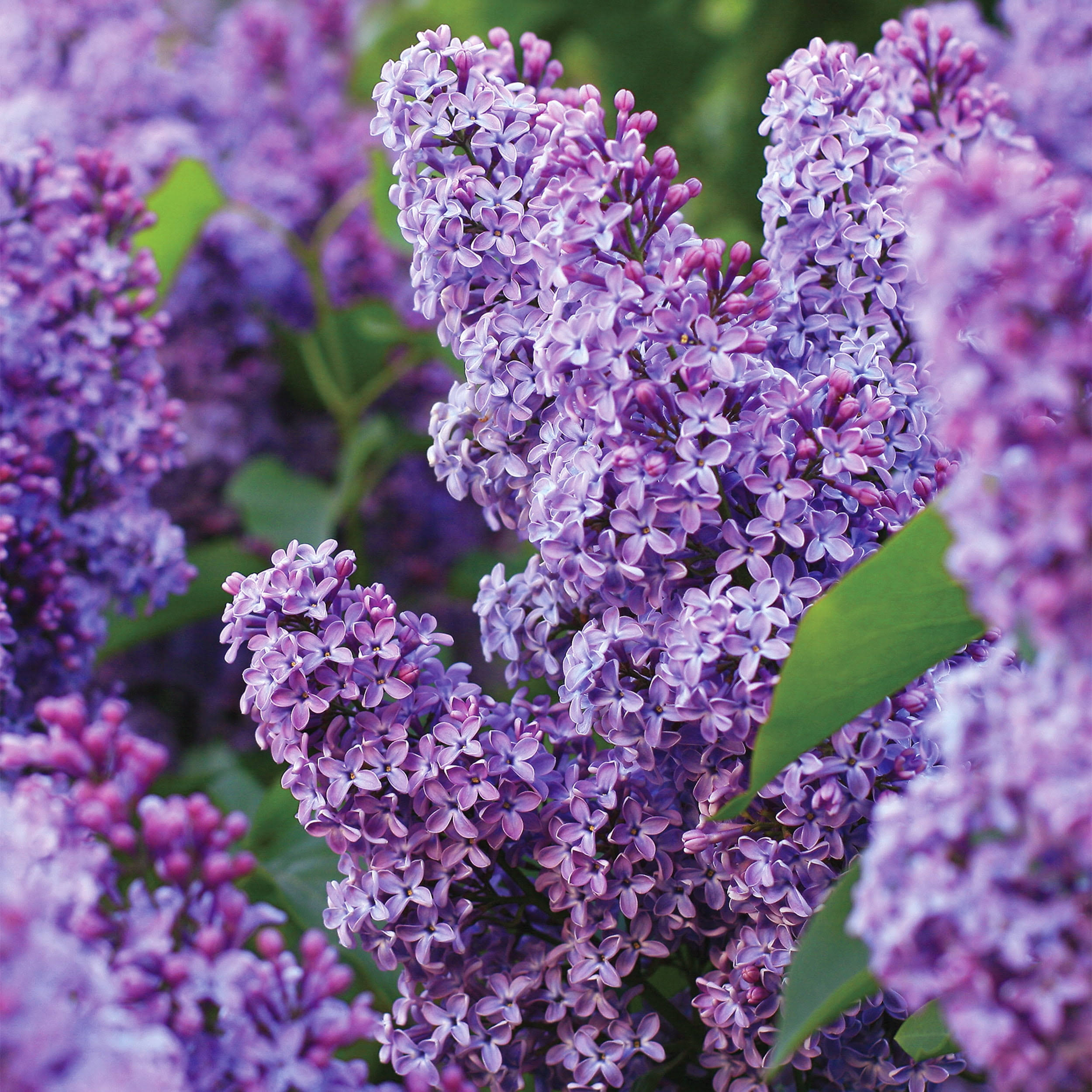 caf25e93a1f8a8fabfde446735ad35beca5eccabad01ca023f4d7acb75454ad3.jpg Garden State Bulb Common Purple Lilac Shrub, Live Bare Root (Bag of 4) - Image 1