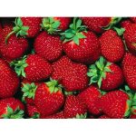 Hirt's Gardens Fort Laramie Everbearing Strawberry 25 Bare Root Plants - Hardiest Everbearer
