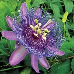 Spring Hill Nurseries 1 Pack Purple Passion Flower Vine (N/A) | 05067