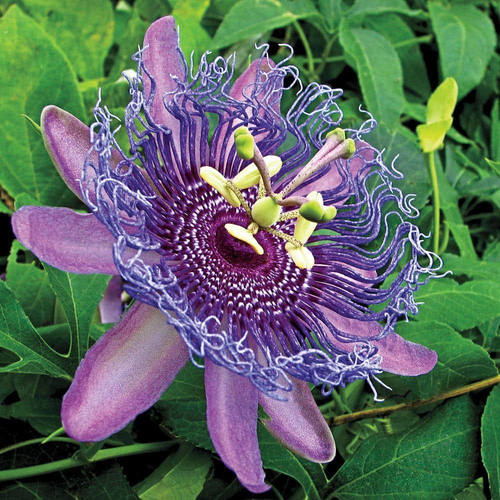cb70f99b0c613dc3374ded7cd7c5864291e583706a79a04f432112e661df822f.jpg Spring Hill Nurseries 1 Pack Purple Passion Flower Vine (N/A) | 05067 - Image 1