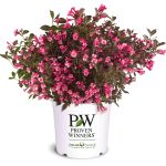 Proven Winners 2 gal. Wine and Roses Weigela Shrub with Rosy-Pink Flowers and Dark Glossy Foliage