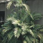 Lowe's Cat Palm in 1.75-Gallon (S) Pot | Nursery