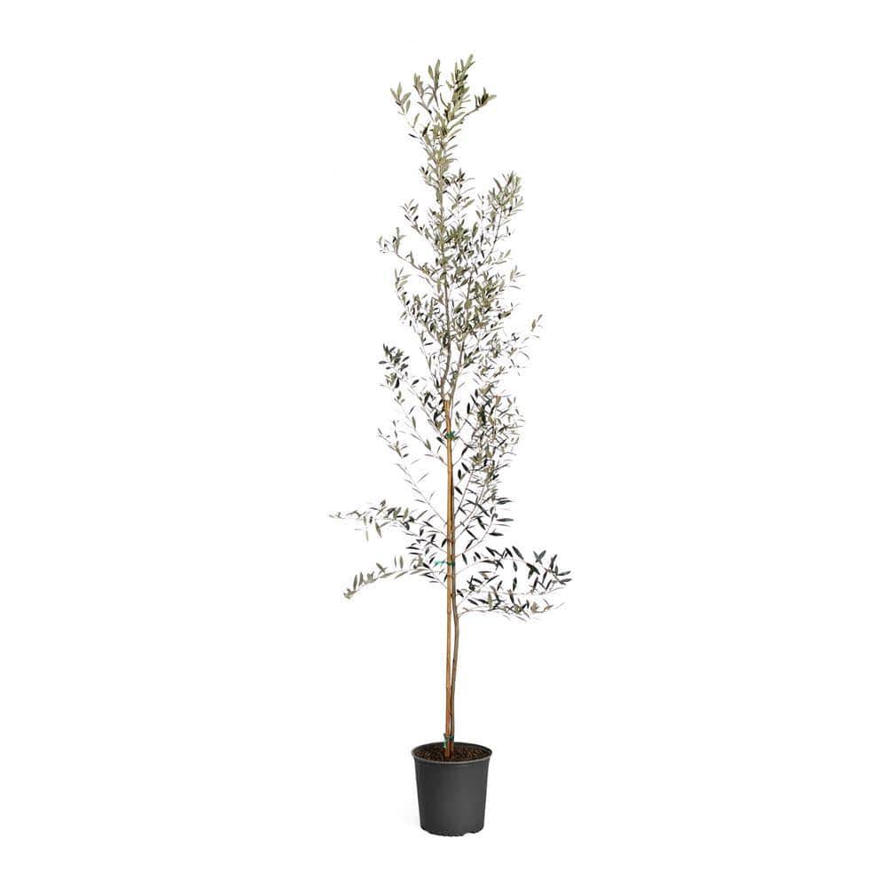 cd02e879783617646ba978e8afef2825f9ae76c482fe52f3706c7f324d660b50.jpg Arbequina Olive Tree, Size: 5-6 ft. - Image 1