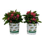 Pure Beauty Farms 2.5 Qt. Crown of Thorns Plant Pink Flowers in 6.33 in. Grower's Pot (2-Plants)