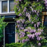 2-3 ft. - Purple Wisteria Vine - You'll Love The Season-Long Aromatherapy Sessions