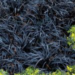 1 gal. Black Mondo Grass - Striking Dark Color Contrasts Beautifully A