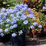3 gal. Plumbago Imperial Blue Flowering Shrub with Blue Flowers