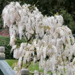 2.5 Qt. Wisteria White Flowering Shrub with White Flowers