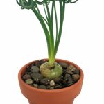 Rare Frizzle Sizzle Plant - Albuca - Strange - 2 Bulbs - Succulent House Plant