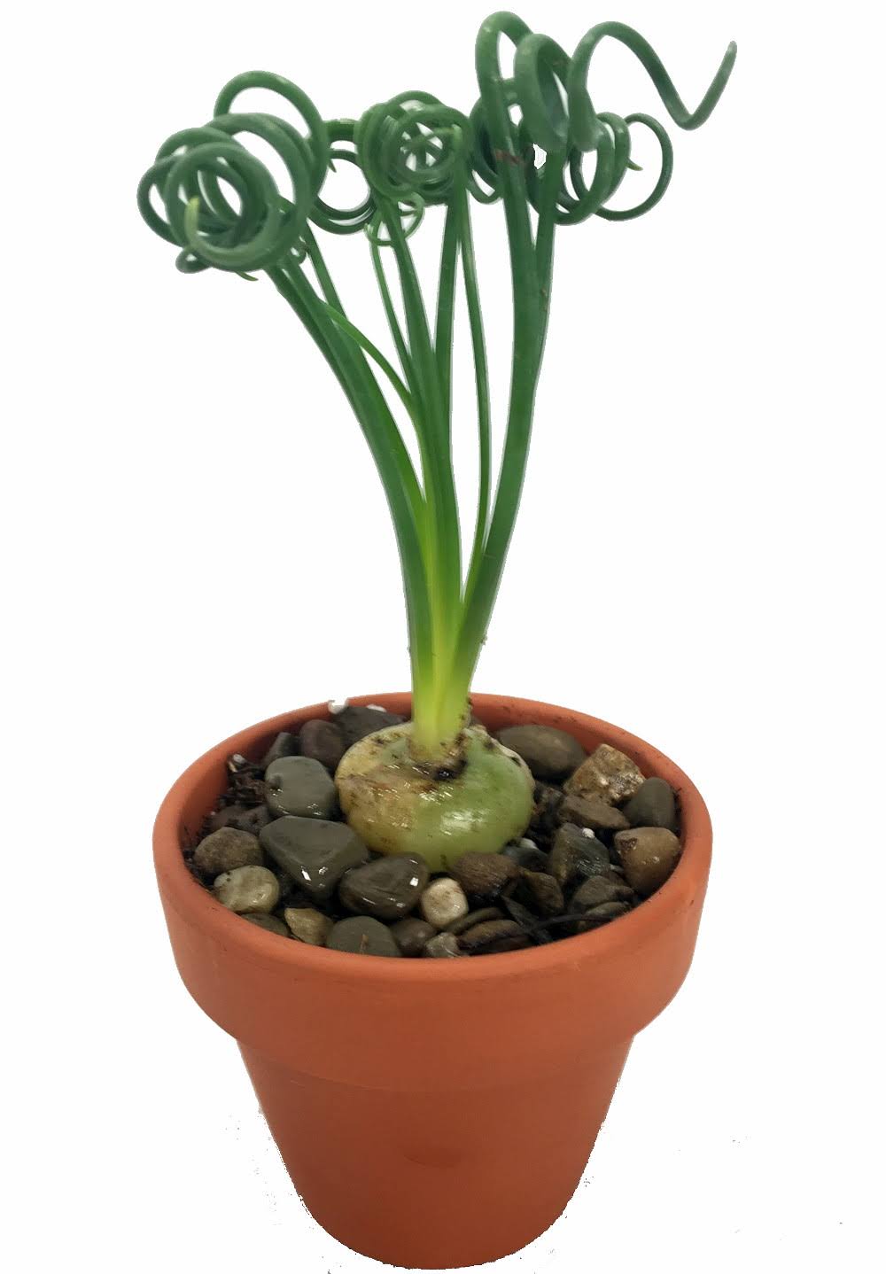 cefaa96dc74d26ce9a60d78aa214a7f76b54376391577543cdc1901e87cbc7d8.jpg Rare Frizzle Sizzle Plant - Albuca - Strange - 2 Bulbs - Succulent House Plant - Image 1