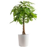 Costa Farms Pachira, Money Tree, Live Indoor Plant 3-4 Feet Tall, in Decor Planter
