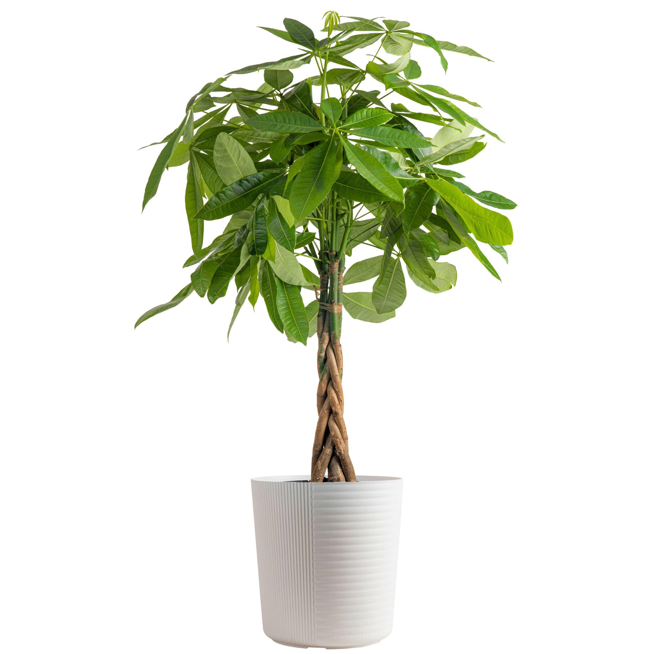 cf7a3e860a7a1044a2ddd17b4f7b0969b711933f452d33c8c7b33875abfa46fc.jpg Costa Farms Pachira, Money Tree, Live Indoor Plant 3-4 Feet Tall, in Decor Planter - Image 1