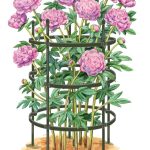 Gardener&s Supply Company Titan Peony Supports, Large, Set of 2