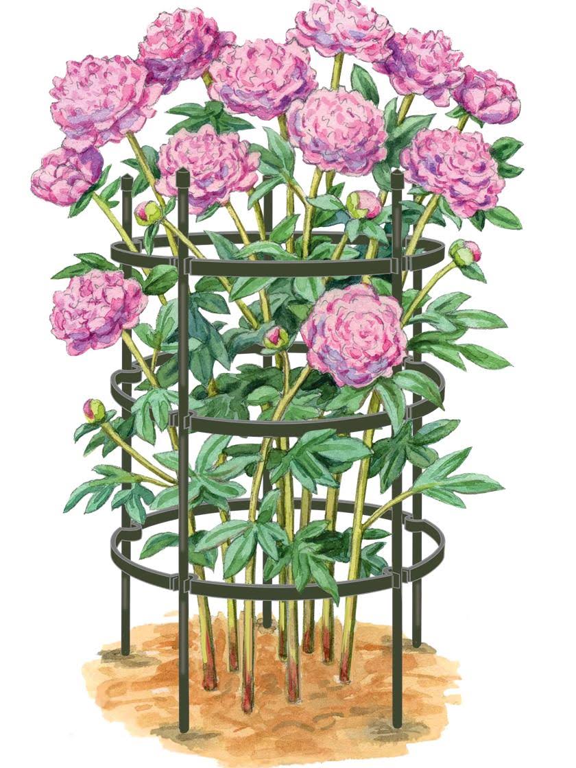 d03df66a17d1381f9d9e44029472eb996a57cdd4a7e63a33515a7e5898eb1bb8.jpg Gardener&s Supply Company Titan Peony Supports, Large, Set of 2 - Image 1