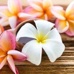 Fast Growing Trees 3 Gallon - Plumeria Plant - Classic Hawaiian Flowers for Several Months