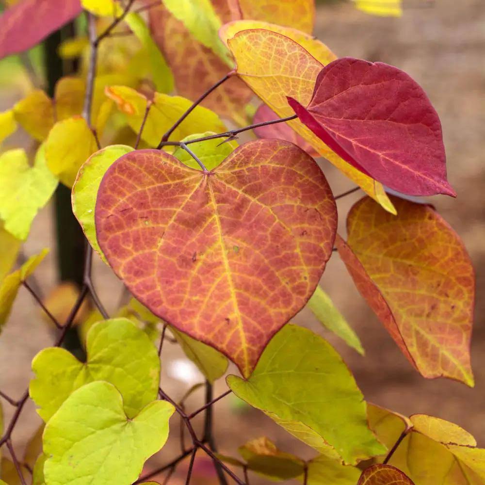 Flame Thrower Redbud Dormant Bare Root Starter Ornamental Tree, 1-Pack