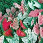 (10) Spectacular Gingerland Dwarf Caladium Bulbs, Root, Plant Starts