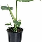 Wild Interiors Thai Constellation Green and Cream Monstera Live Plants in 5�� Grower Pot, House Plant