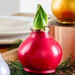 Breck's 1-Pack Red Flowering Red Waxed Amaryllis Bulb in | 66022