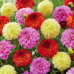 Garden State Bulb Decorative Mix Dahlia Flower Bulbs, Bare Root Tubers (Bag of 8)