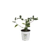 Proven Winners Scentsation Honeysuckle (Lonicera) Live Shrub, Yellow Flowers and Red Berries, 4.5 in. Quart