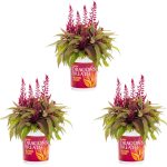 Dragons Breath 2.5qt Red Celosia Live Plants (3 Pack) with Grower Pots