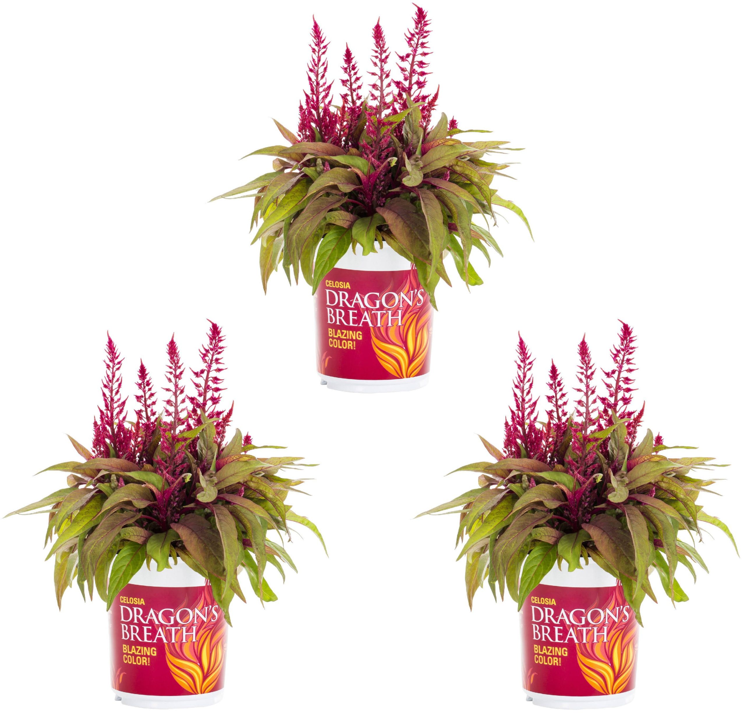 d1b011cd811b9bebedb1dfbfcd2476ecfd872571a017c75d79b7a918aa341095.jpg Dragons Breath 2.5qt Red Celosia Live Plants (3 Pack) with Grower Pots - Image 1