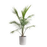 Costa Farms Plants with benefits Live Plant Green Majesty Palm Plant in 10in Decor Pot, Size: Large