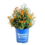 2 gal. Bella Sol Potentilla Live Shrub, Rich Orange Flowers