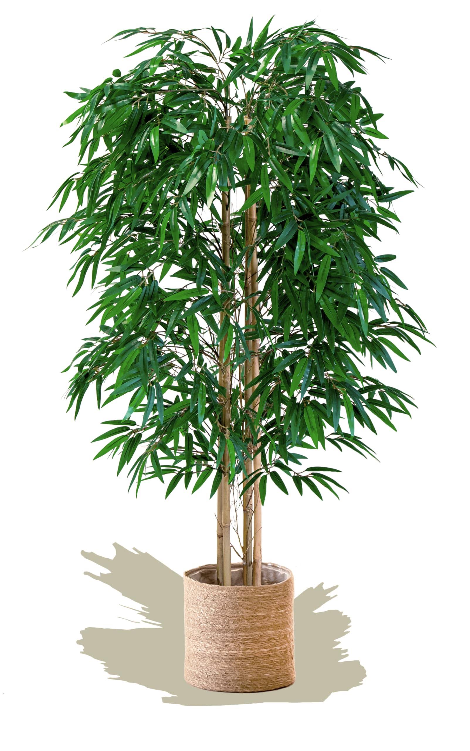 d2c7a4f5bd2149876e2b3439fbd47f4fdaffaccb8456e0b1fdb89616bf0b9fe4.jpg Maia Shop Bamboo, Artificial Tree with Natural Canes, Made with The Best Materials, Ideal for Home Decoration, Artificial Plant 5 Feet Tall - 60 inch - Image 1