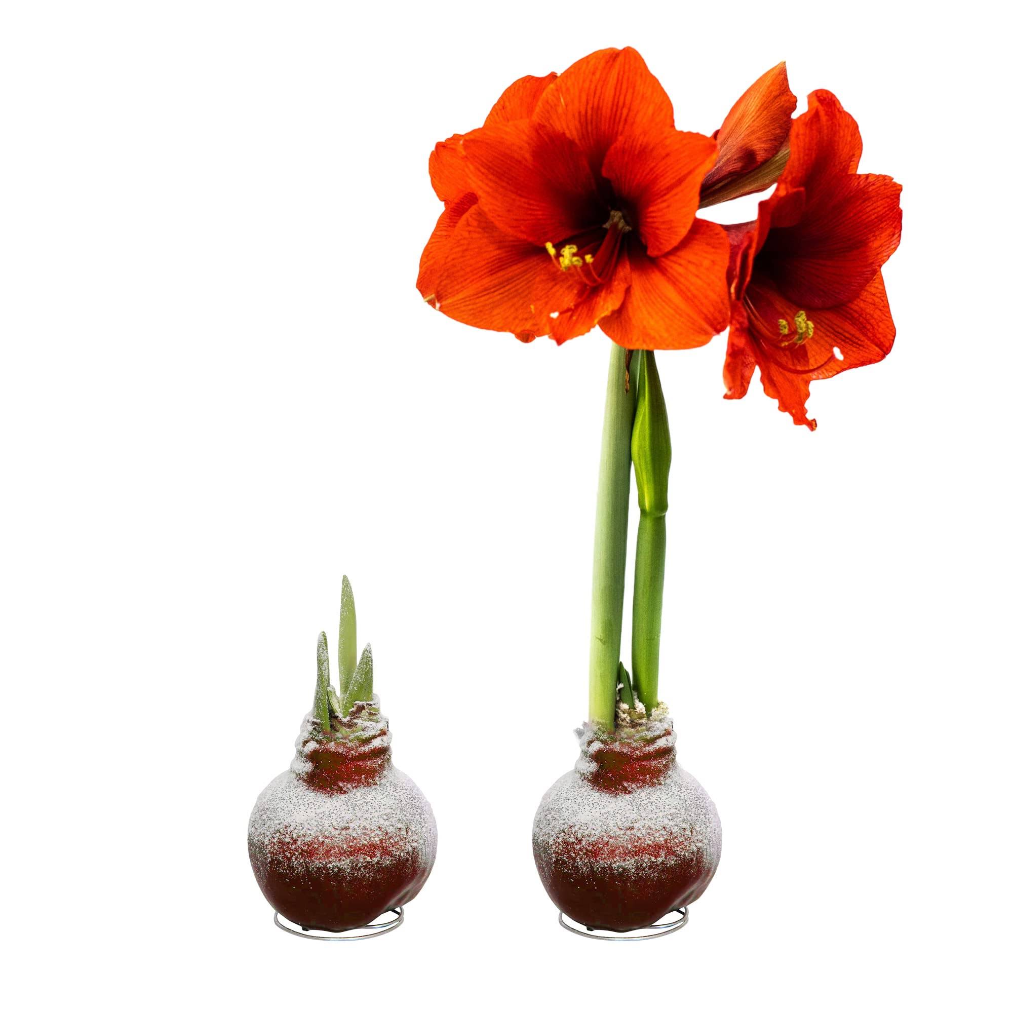 d2ec796860585b2d05183f747e47de37af7ca1a93d79a715c986c7d378eb01ee.jpg Snow Flecked Waxed Amaryllis Bulb - Red (2 Plants per Pack), Easy Care - No Watering Needed! Beautiful Live Decor - Image 1