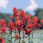 Indian Paintbrush Rare Flower 340 Seeds! GROCO US USA
