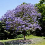 1-2 ft. - Jacaranda Tree - Breathtaking Flower Clusters on a Fast-Growing Tropical Tree