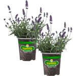 Bonnie Plants 19.3 oz Lavender, 2 Pack