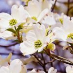 1 gal. White Flowering Deciduous Dogwood Tree