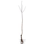 Froze 2 Blue Japanese Wisteria Vines - 6-18'' Tall - Live Plants - Wisteria Floribunda