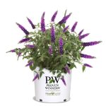 5 gal. Miss Violet Buddleia Shrub with Dark Purple-Violet Flowers