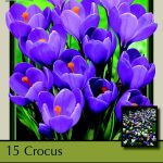 Remembrance Crocus 20 Bulbs - Very Hardy! - 9/10 cm Bulbs