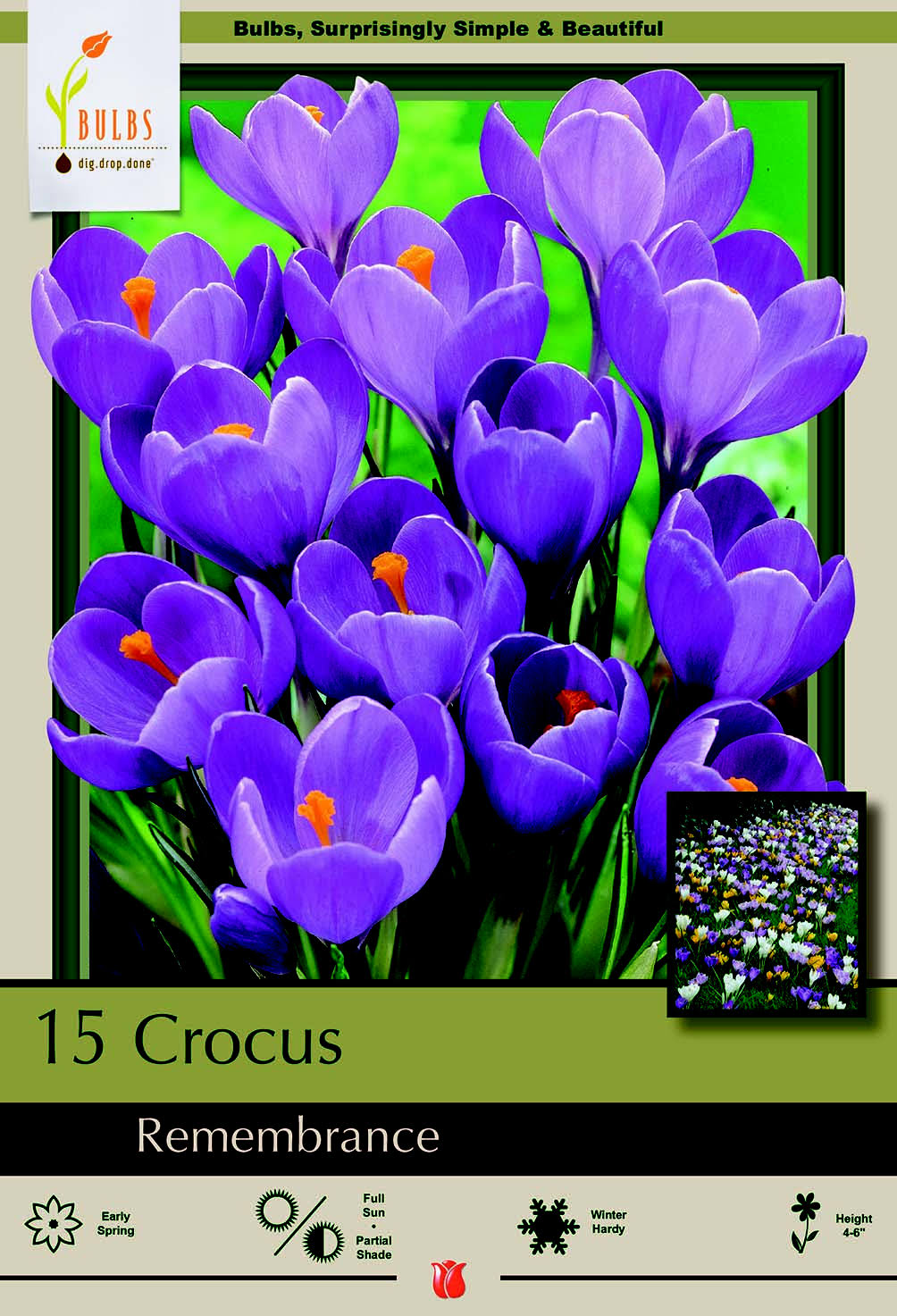 d695834914b432d30376cf47a29d9326d110b640c12a374224ff4a5ed63e2925.jpg Remembrance Crocus 20 Bulbs - Very Hardy! - 9/10 cm Bulbs - Image 1