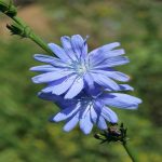 Outsidepride Chicory Wildflower Seed - 1/4 lb