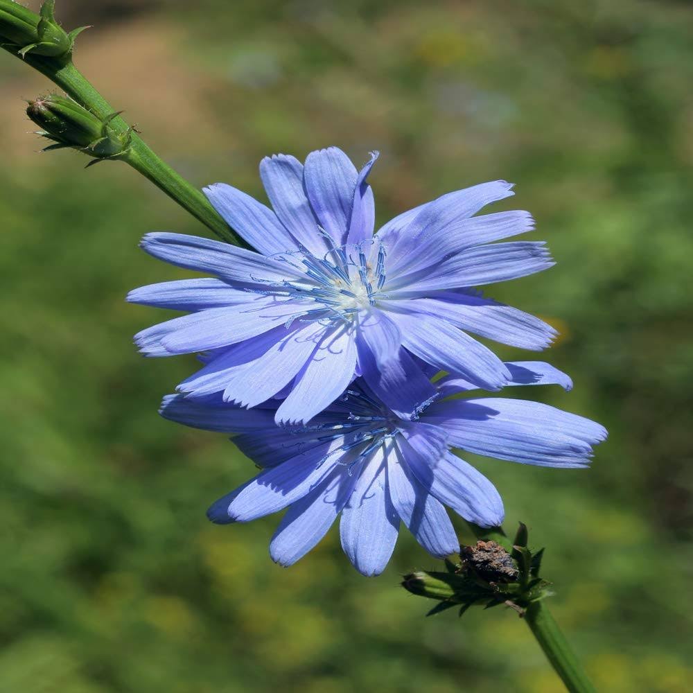 d6c651c5bb26a8ca669e31597c1982294323b44767aefe4341caa995906244c9.jpg Outsidepride Chicory Wildflower Seed - 1/4 lb - Image 1