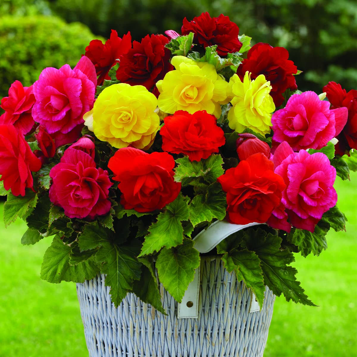 d7172fe8f0a83cbfe9bafd8d784ad2e42de9ca906cdfc51450f86a7b04563e65.jpg Van Zyverden Begonias Nonstop Mixed Set of 5 Bulbs - Image 1