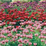 Bee Balm Mixture Dormant Bareroot Flowering Starter Plants (3-Pack)