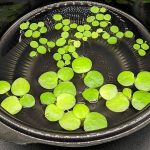Hiro Aquatics 6 Mini Amazon Frogbit dcor with 6 Water Spangles Combo, Betta Fish Aquarium Floating Plants for Beginners, Green