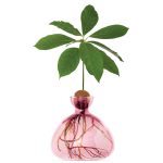 Ilex- Avocado Vase Rose Pink