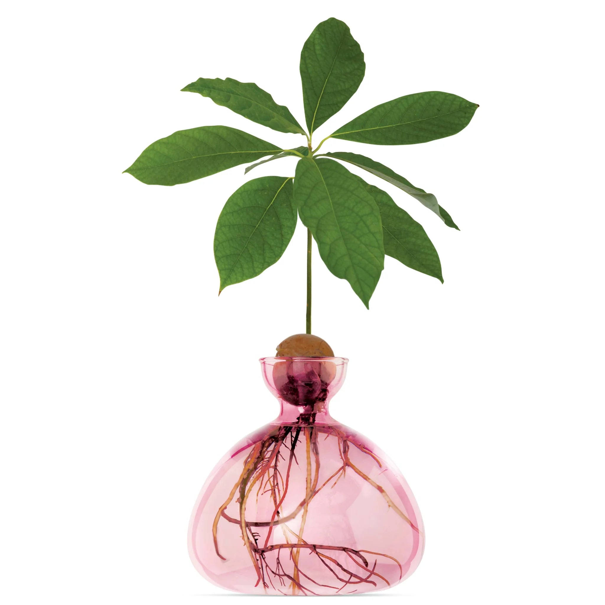 d8d8b0c9c28b577138b1b9d61768a8f1760a53fd8c2587e84e4ef62c9e3109d3.jpg Ilex- Avocado Vase Rose Pink - Image 1
